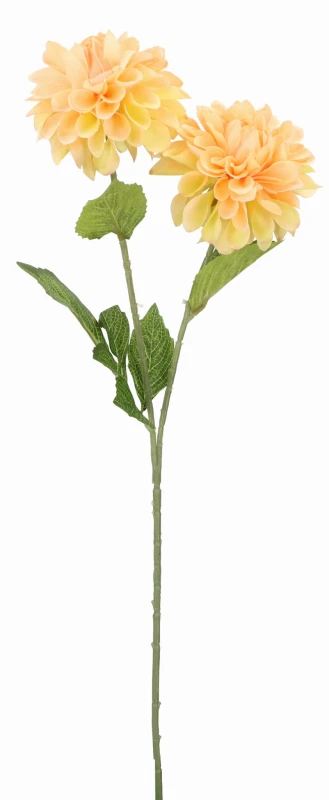 25620