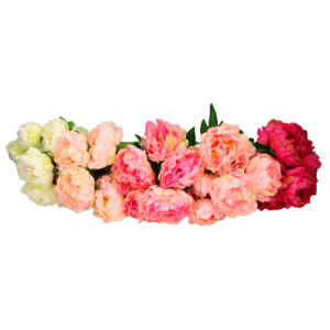 Bukiet sztucznych kwiatów PIWONIA  50cm ASC19029 – zdjęcie 2