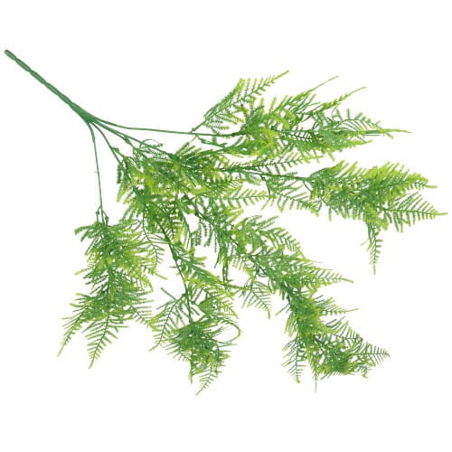 ASC20457 ROŚLINA SZTYCZNA PAPROĆ_1.jpg