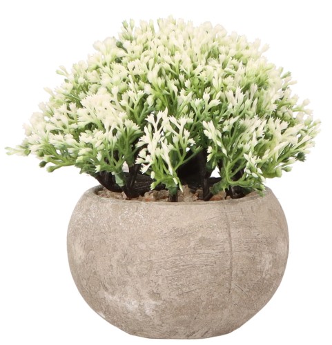 AST23033 ROŚLINA W DONICZCE 24.01.2024_2.jpg