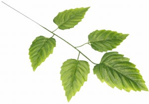 Gałązka sztucznych liści 57cm ASC24536