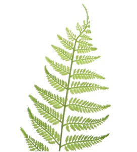Liść paproci 68cm ASC240123-1 – zdjęcie 2