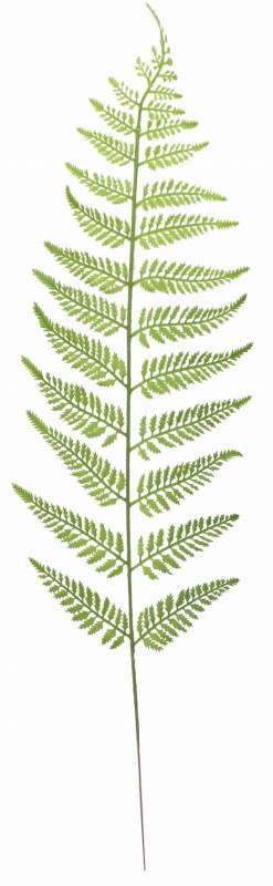 ASC240123-1 LIŚĆ 68 CM_3.jpg