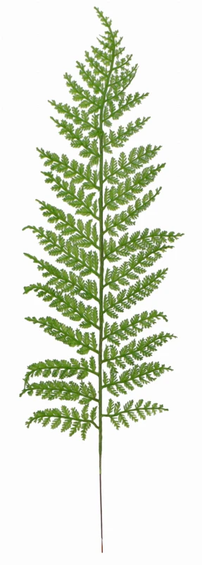 Liść paproci 50cm ASC240120-1