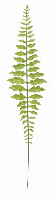Liść paproci 50cm ASC240183