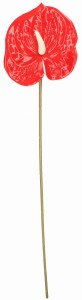 ASC240389-7 KWIAT SZTUCZNY ANTURUM 60CM_1.jpg