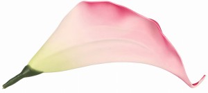 Kwiat sztuczny wyrobowy KALIA 17x10cm ASC240206-33 – zdjęcie 3