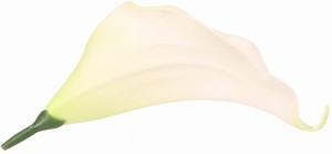 Kwiat sztuczny wyrobowy KALIA 17x10cm ASC240206-4 – zdjęcie 3