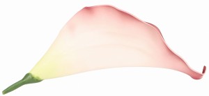 Kwiat sztuczny wyrobowy KALIA 17x10cm ASC240206-29 – zdjęcie 3