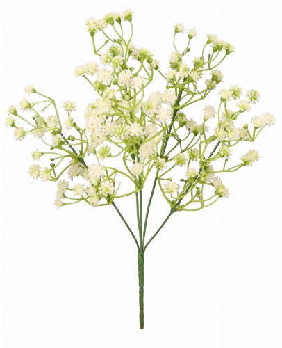 AST231810-1 ROŚLINA.jpg