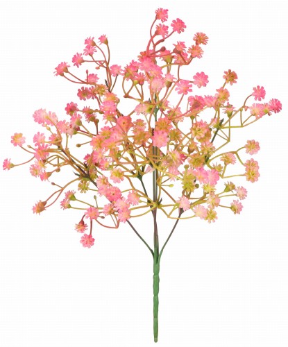 AST231810-2 ROŚLINA.jpg