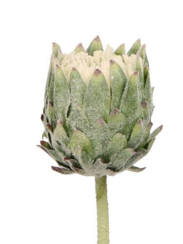 ASC25756 KWIAT 63CM_3.jpg