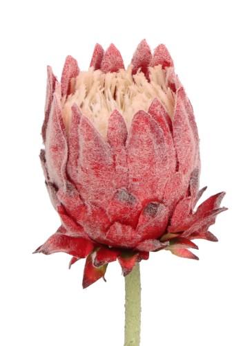 ASC25756 KWIAT 63CM_4.jpg