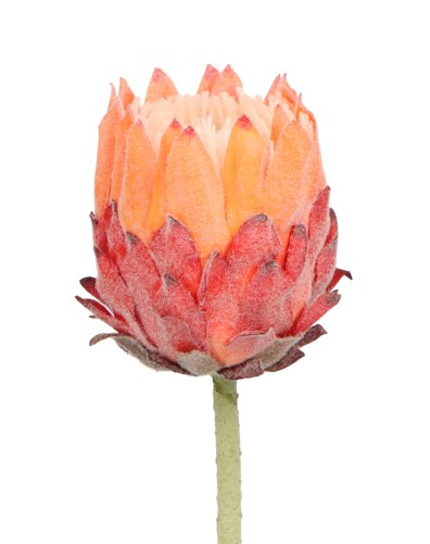 ASC25756 KWIAT 63CM_5.jpg