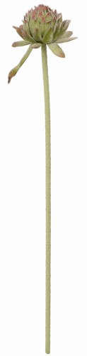 ASC25755 KWIAT 60CM_1.jpg