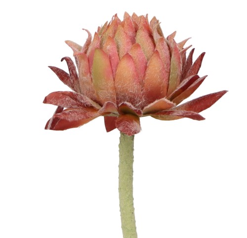 ASC25755 KWIAT 60CM_2.jpg
