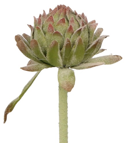 ASC25755 KWIAT 60CM_5.jpg