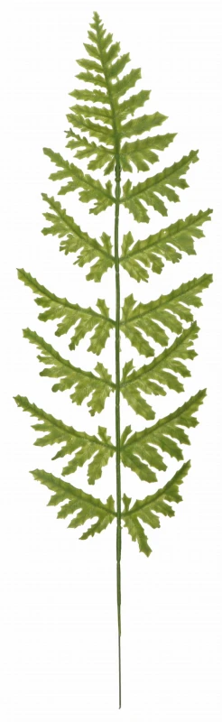 Liść paproci 50cm ASC25780