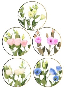 Eustoma gałązka sztuczna wys. 75 cm ASC27824- mix 5 kolorów