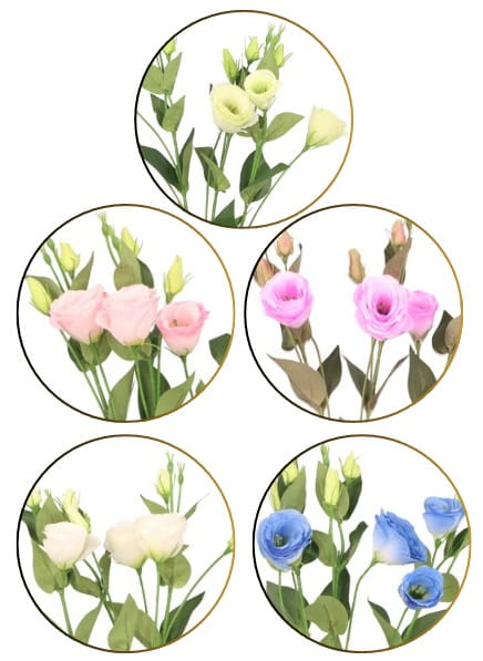 Eustoma gałązka sztuczna wys. 75 cm ASC27824- mix 5 kolorów