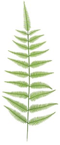 Sztuczny liść paproci 65 cm ASC27868 – zdjęcie 2