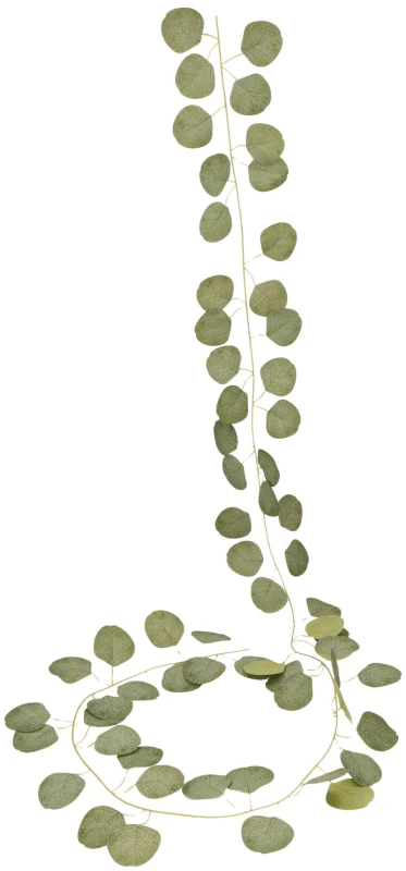 Girlanda eukaliptus ASC27888