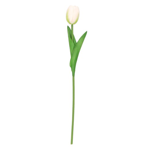 Wholesale tulips
