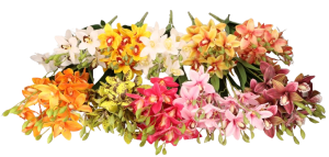 Cymbidium bukiet 55cm ASC240625 – zdjęcie 2