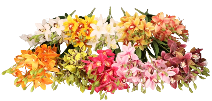 Cymbidium bukiet 55cm ASC240625 – zdjęcie 2