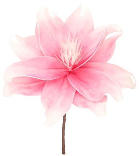 Wholesale single flowers