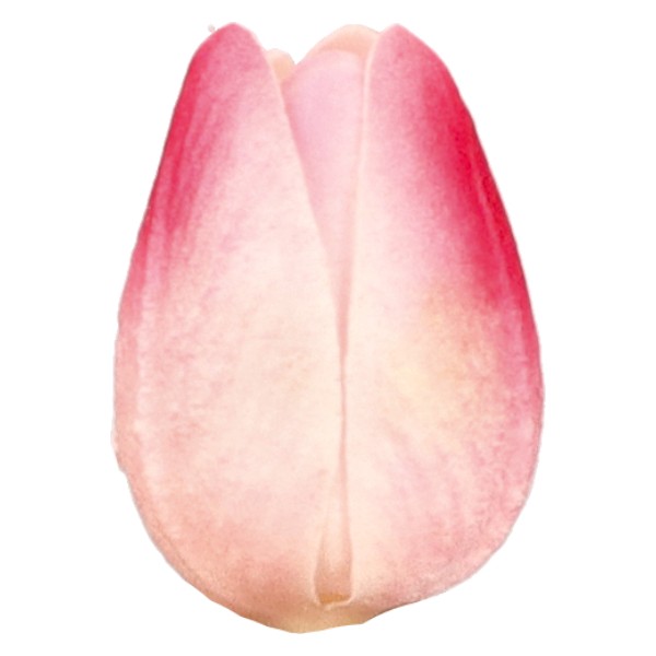 Kwiat sztuczny TULIPAN bukiet 30cm ASC23489-3 – zdjęcie 4