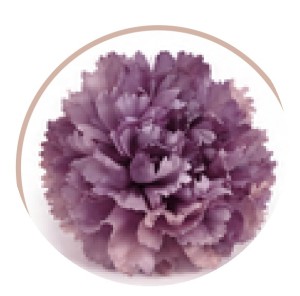 Goździk wyrobowy 10 cm liliowy ASC28208-11