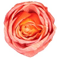 Róża wyrobowa 9 cm łososiowo-pomarańczowa ASC28202-4