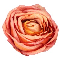 Róża wyrobowa 9 cm koralowo-pomarańczowa ASC28202-12