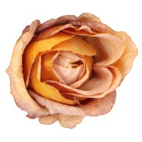 Róża wyrobowa 6 cm miodowa ASC28203-14