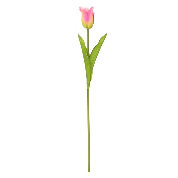 Tulipan 50 cm ASC240754-7