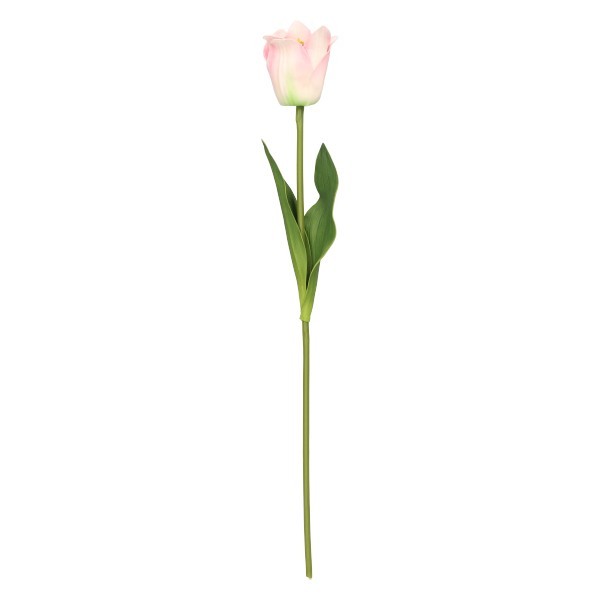 Tulipan Pojedynczy 45 cm mix 5 kolorów ASC27614