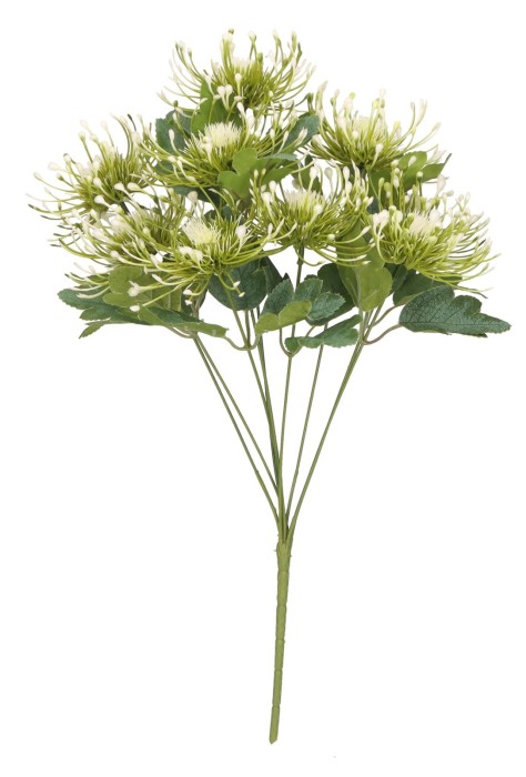 Protea Bukiet 50 cm ASC27845-W