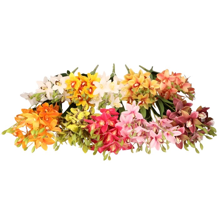 Cymbidium bukiet 55cm ASC240625 – zdjęcie 2